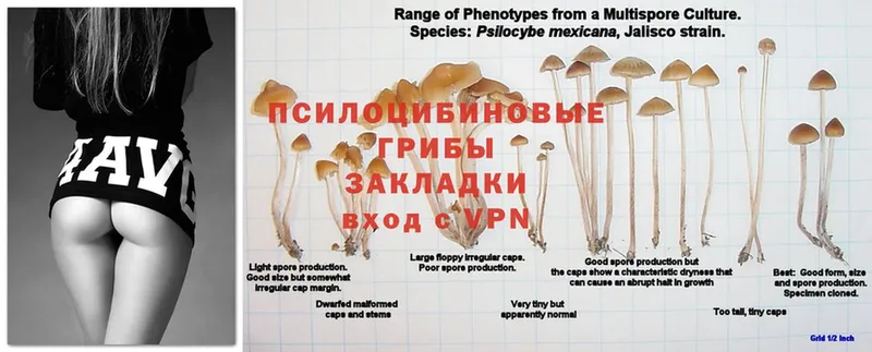 Псилоцибиновые грибы Cubensis Белорецк